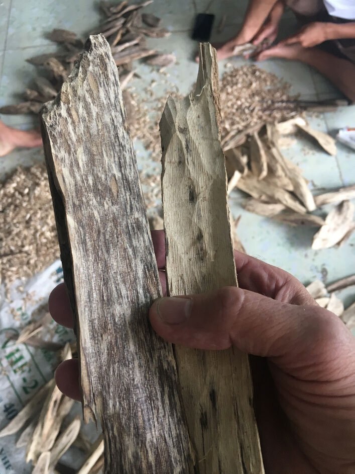 Aquilaria Harz Holz Vergleich