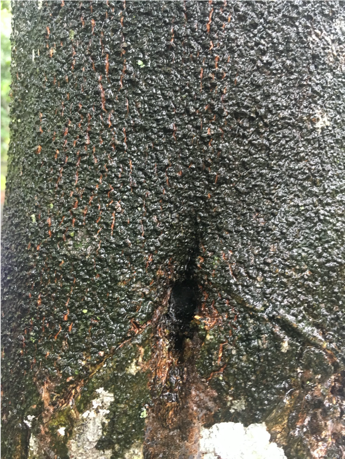 Aquilaria holz loch 4