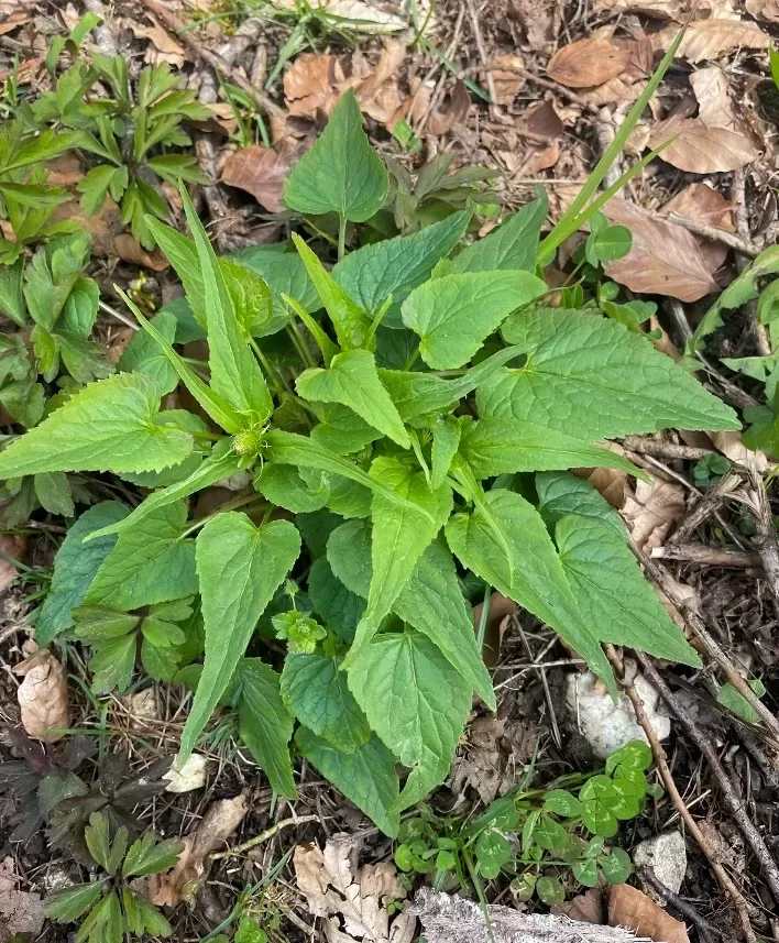 Phyteuma spicatum (Ährige Teufelskralle, Waldspinat)